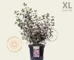 Weigela florida 'Foliis Purpureis' - XL