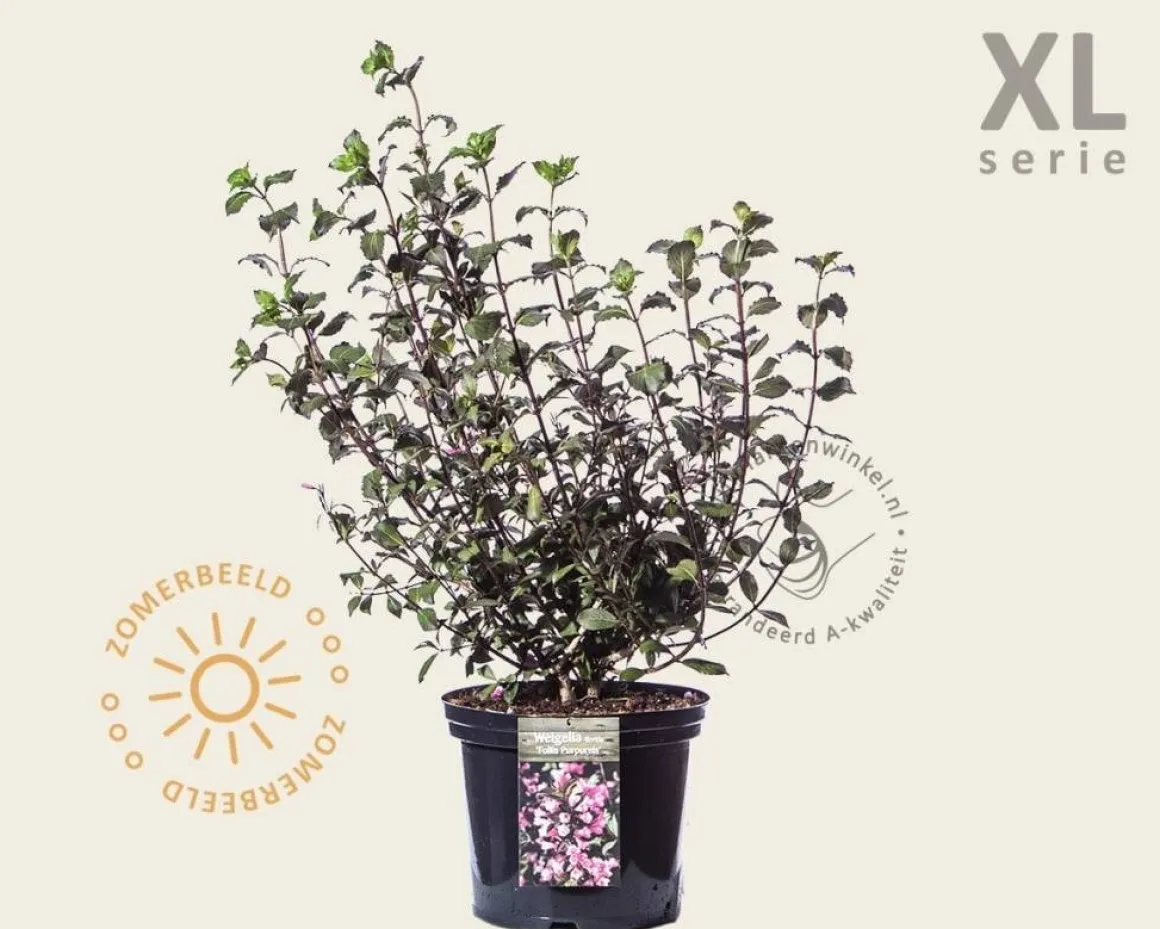Weigela florida 'Foliis Purpureis' - XL