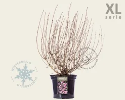 Weigela florida 'Foliis Purpureis' - XL