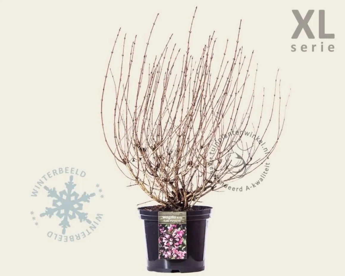 Weigela florida 'Foliis Purpureis' - XL