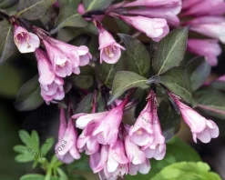 Weigela florida 'Foliis Purpureis' - XL