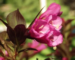 Weigela florida 'Minor Black'