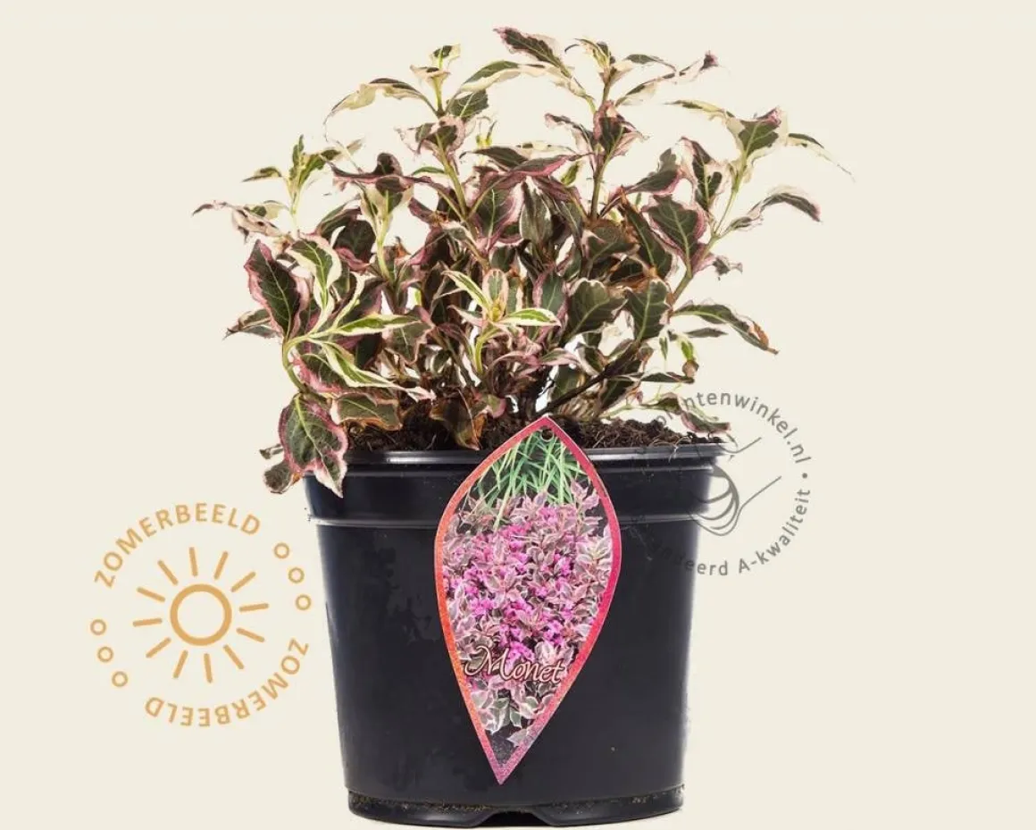 Weigela florida 'Monet'