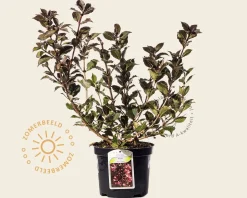 Weigela florida 'Nana Purpurea'