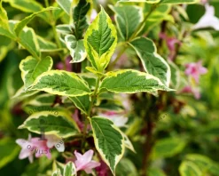 Weigela florida 'Nana Variegata' - XL