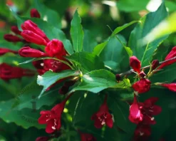 Weigela florida 'Red Prince'