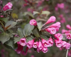 Weigela 'Naomi Campbell'