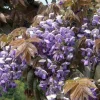 Wisteria brachybotrys 'Iko Yama Fuji' - XL