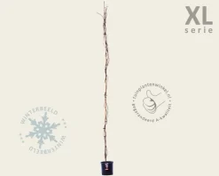 Wisteria brachybotrys 'Showa Beni' - XL