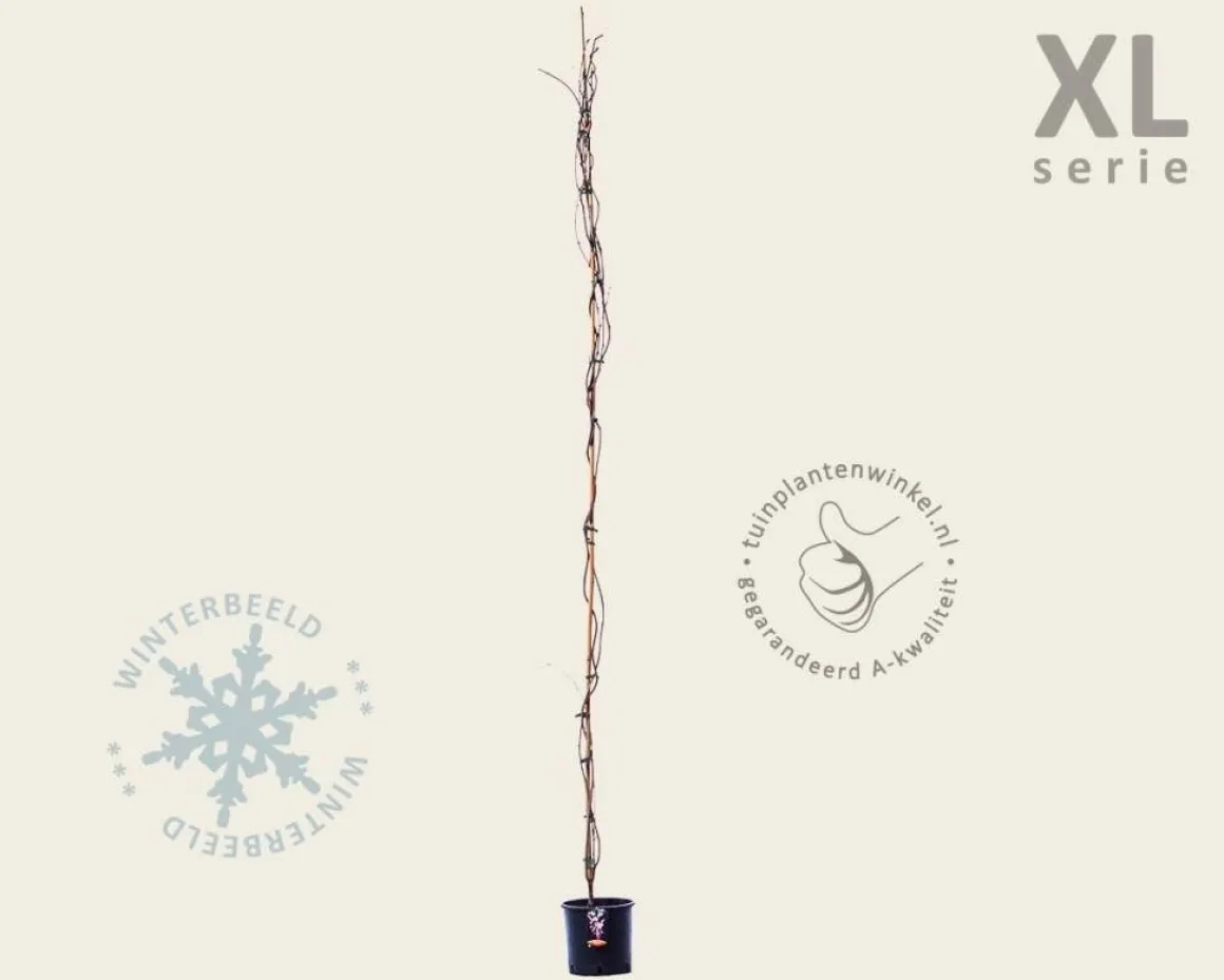 Wisteria brachybotrys 'Showa Beni' - XL