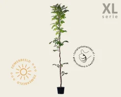 Wisteria brachybotrys 'Showa Beni' - XL