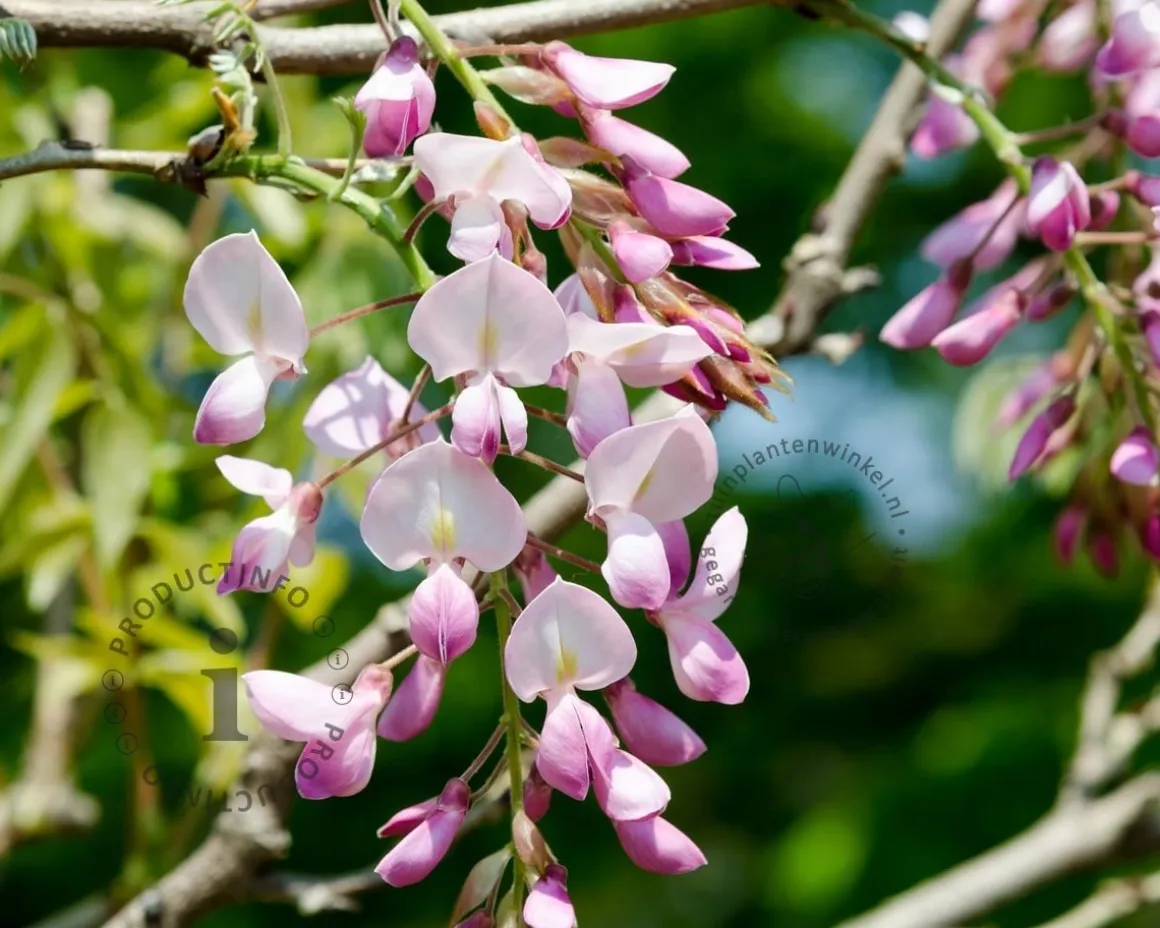 Wisteria brachybotrys 'Showa Beni' - XL