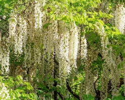 Wisteria floribunda 'Shiro-noda' - XL