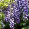 Wisteria floribunda 'Violacea plena' - XL