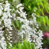 Wisteria sinensis 'Alba'