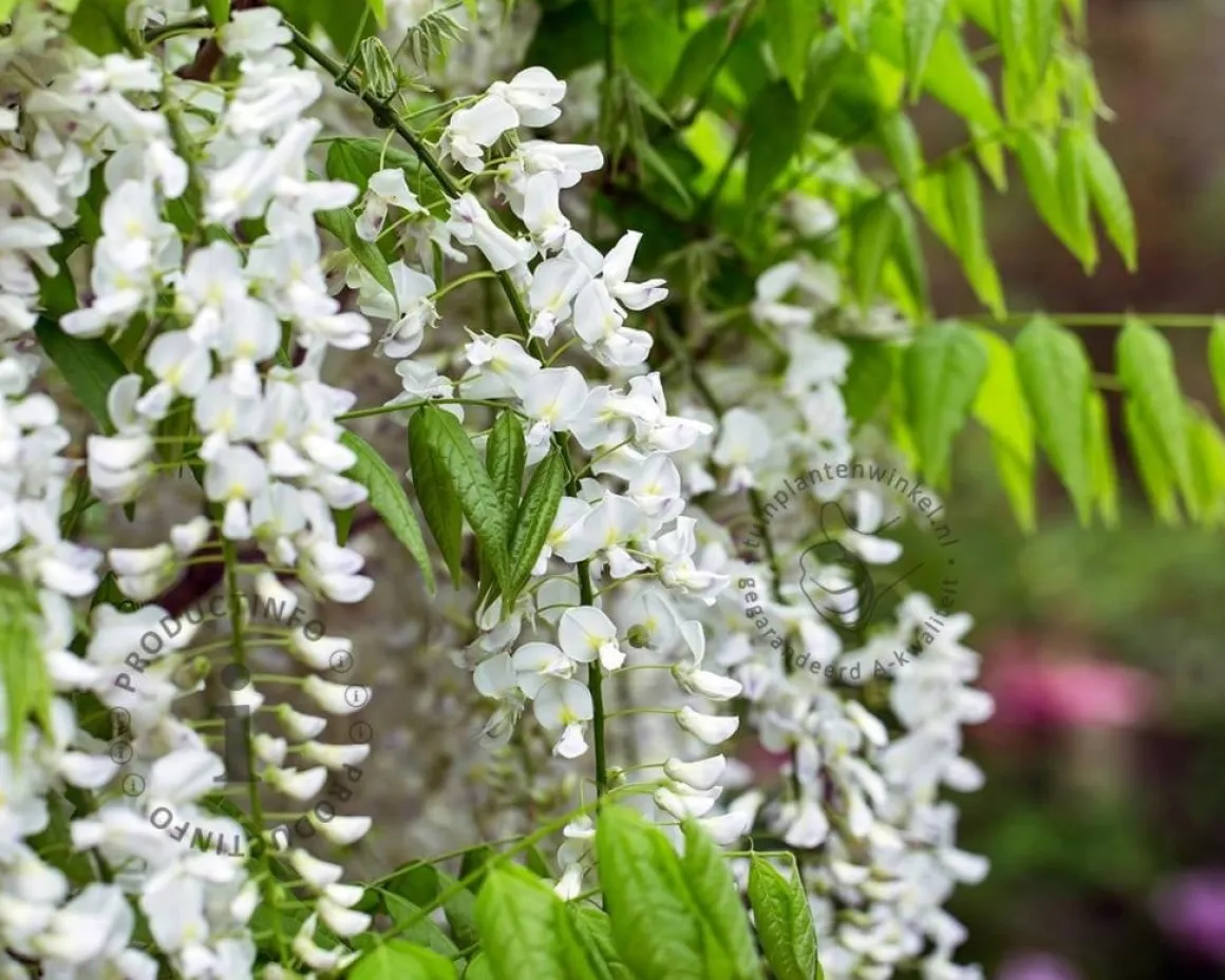 Wisteria sinensis 'Alba'