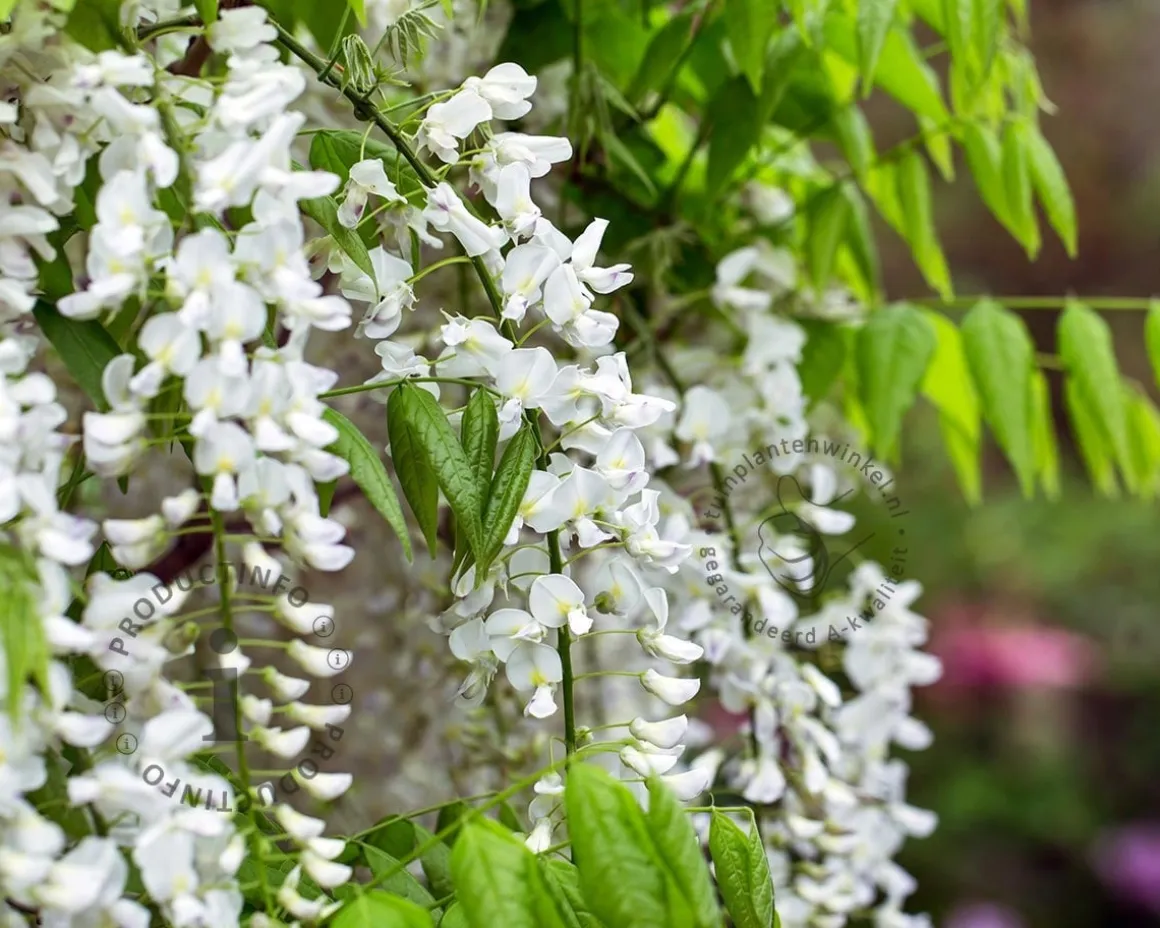 Wisteria sinensis 'Alba' - XL