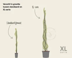 Wisteria sinensis 'Alba' - XL