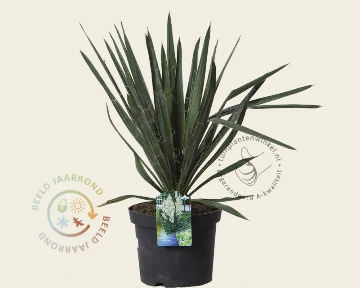 Yucca filamentosa
