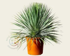 Yucca rostrata