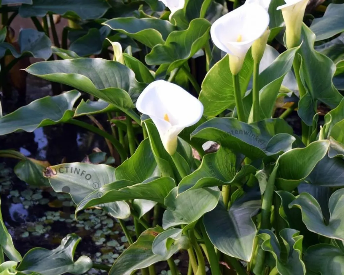 Zantedeschia aethiopica