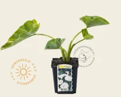 Zantedeschia aethiopica