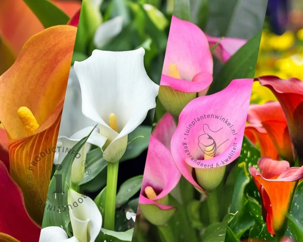 Zantedeschia Mix