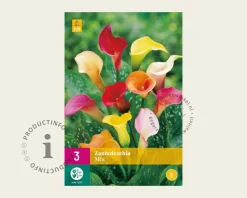 Zantedeschia Mix