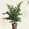 Zelkova serrata - XL