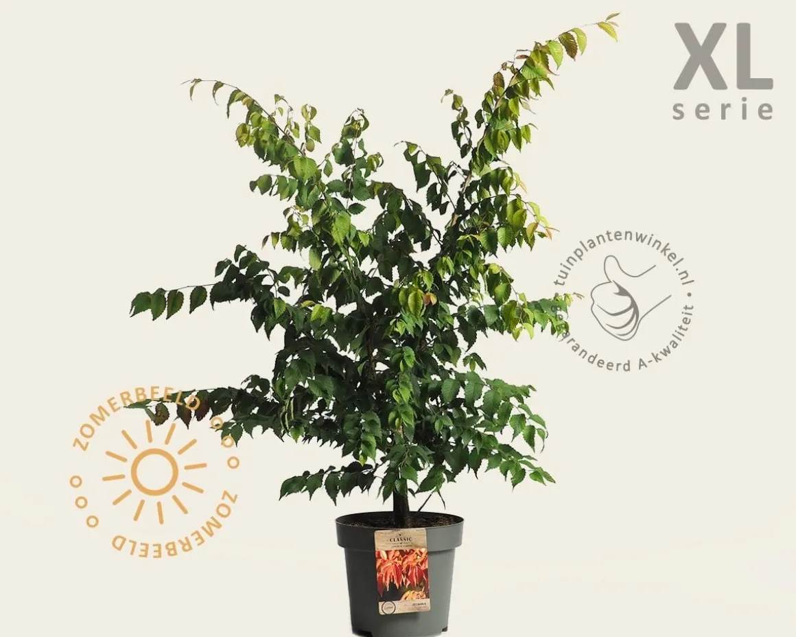 Zelkova serrata - XL